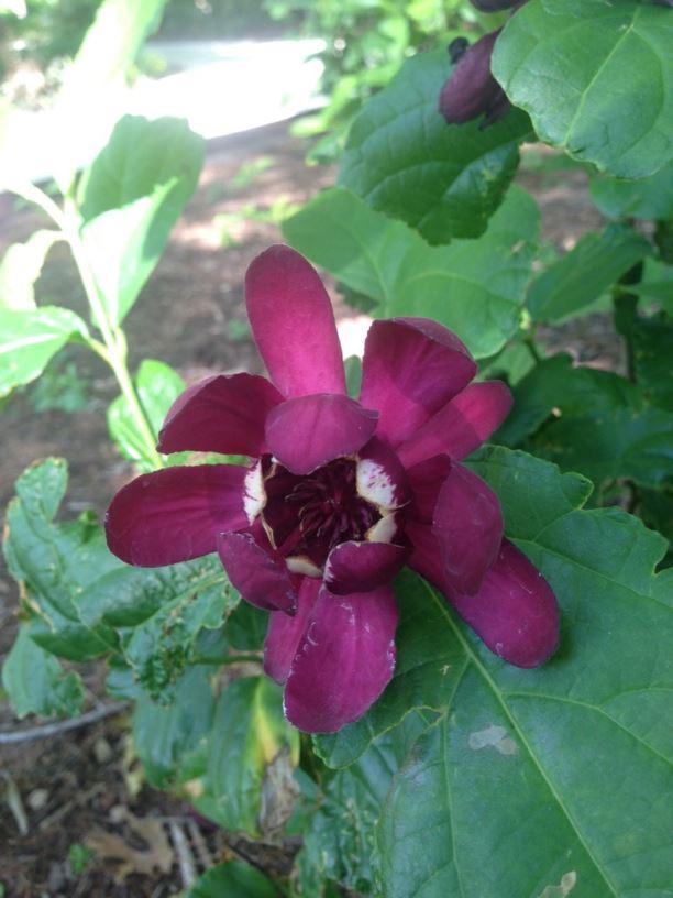 Calycanthus Floridus Aphrodite - View 11 from www redcrocus com