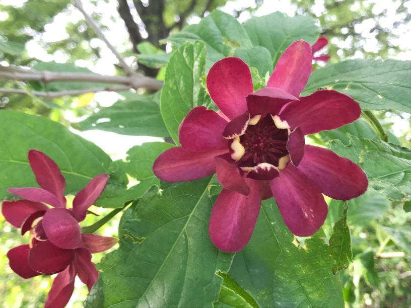 Calycanthus Floridus Aphrodite - View 12 from www redcrocus com