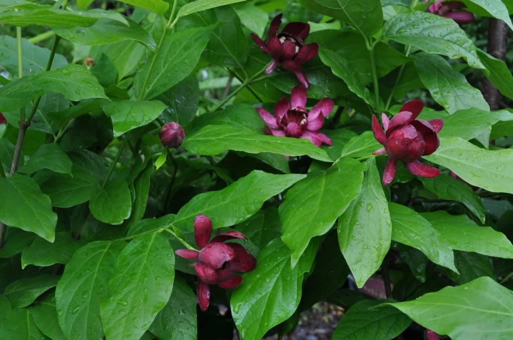 Calycanthus Floridus Aphrodite - View 13 from www redcrocus com