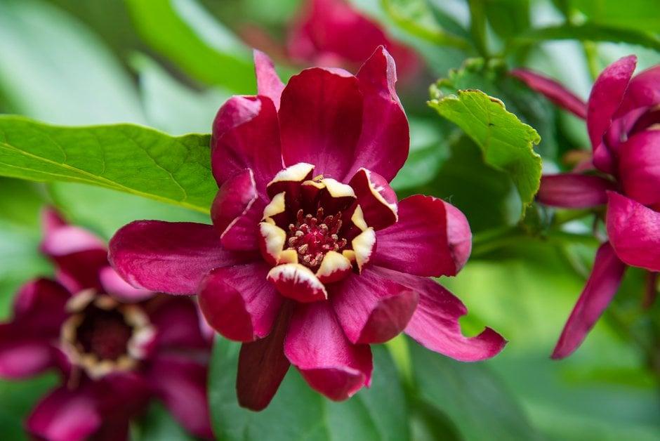 Calycanthus Floridus Aphrodite - View 14 from www redcrocus com