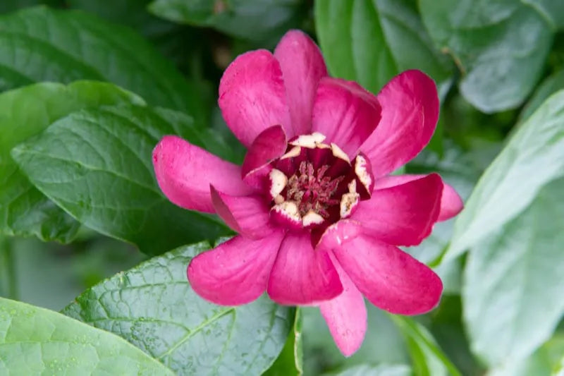 Calycanthus Floridus Aphrodite - View 16 from www redcrocus com