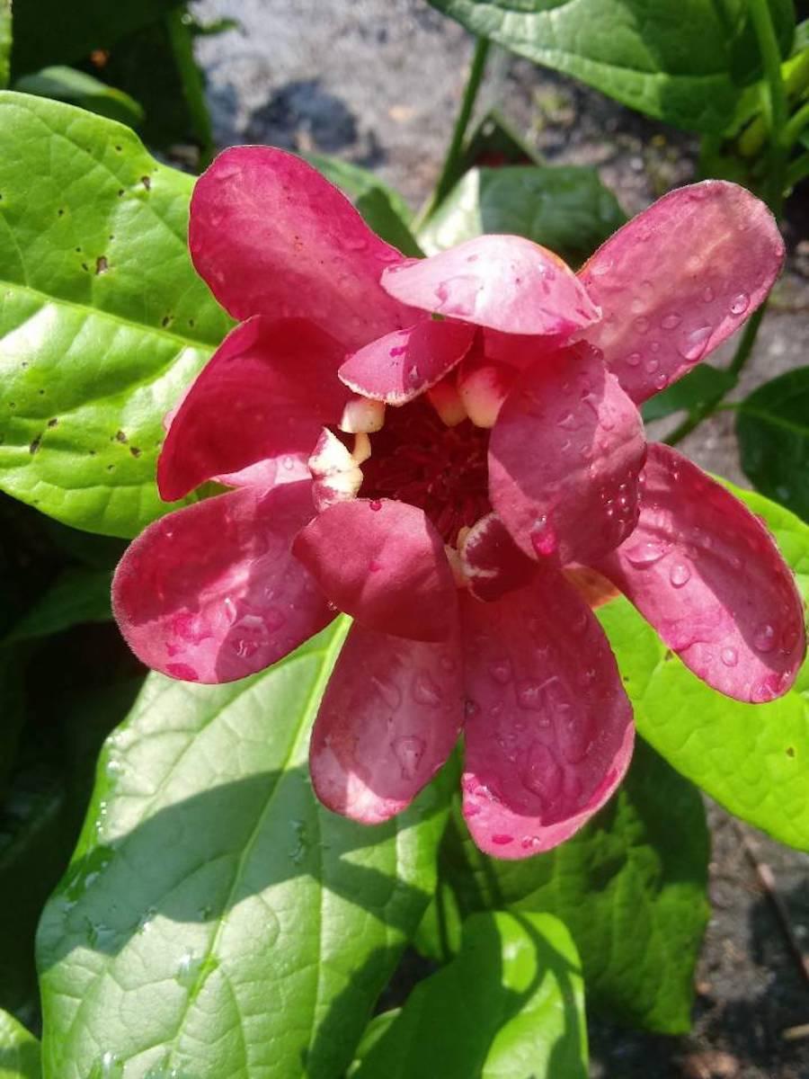 Calycanthus Floridus Aphrodite - View 17 from www redcrocus com