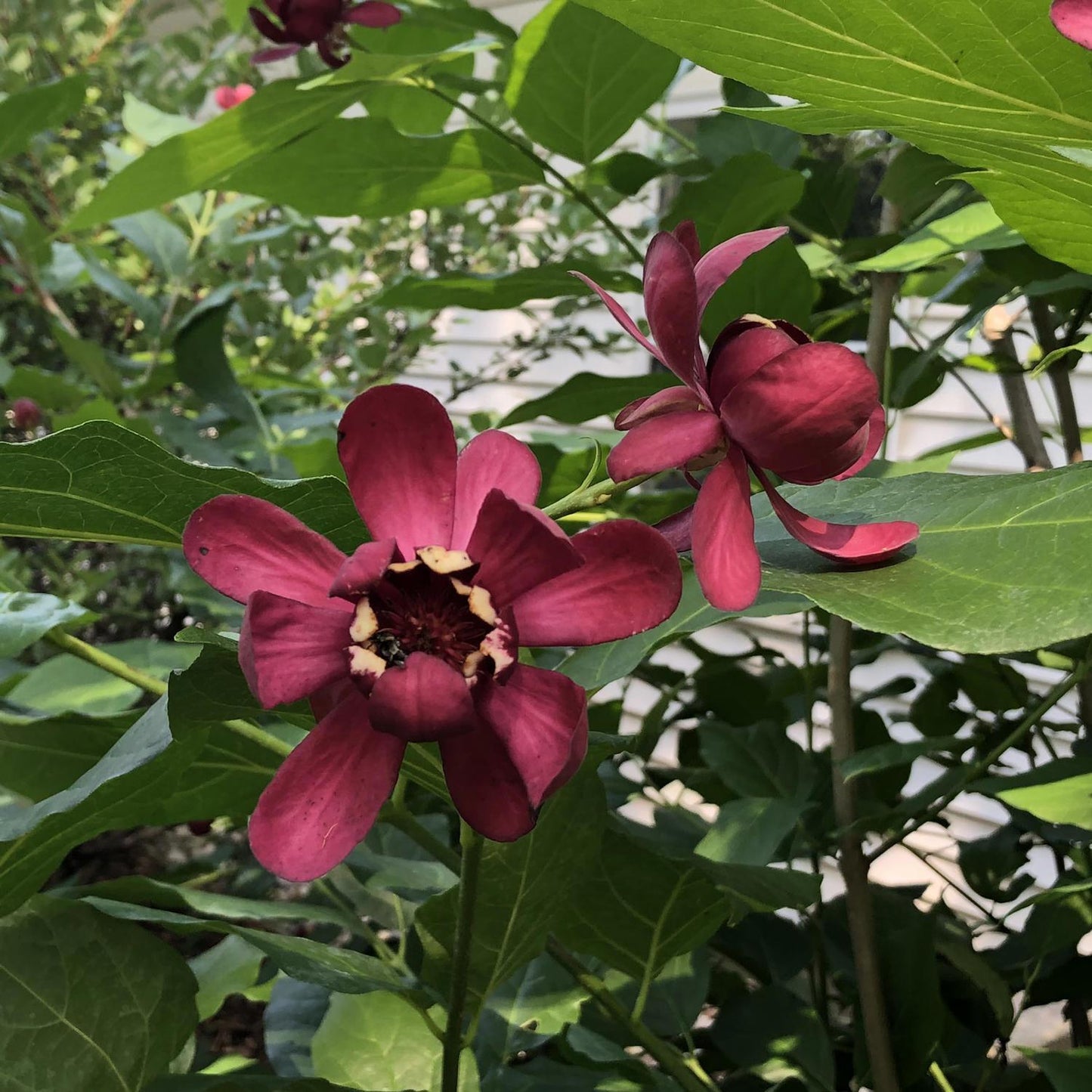 Calycanthus Floridus Aphrodite - View 18 from www redcrocus com