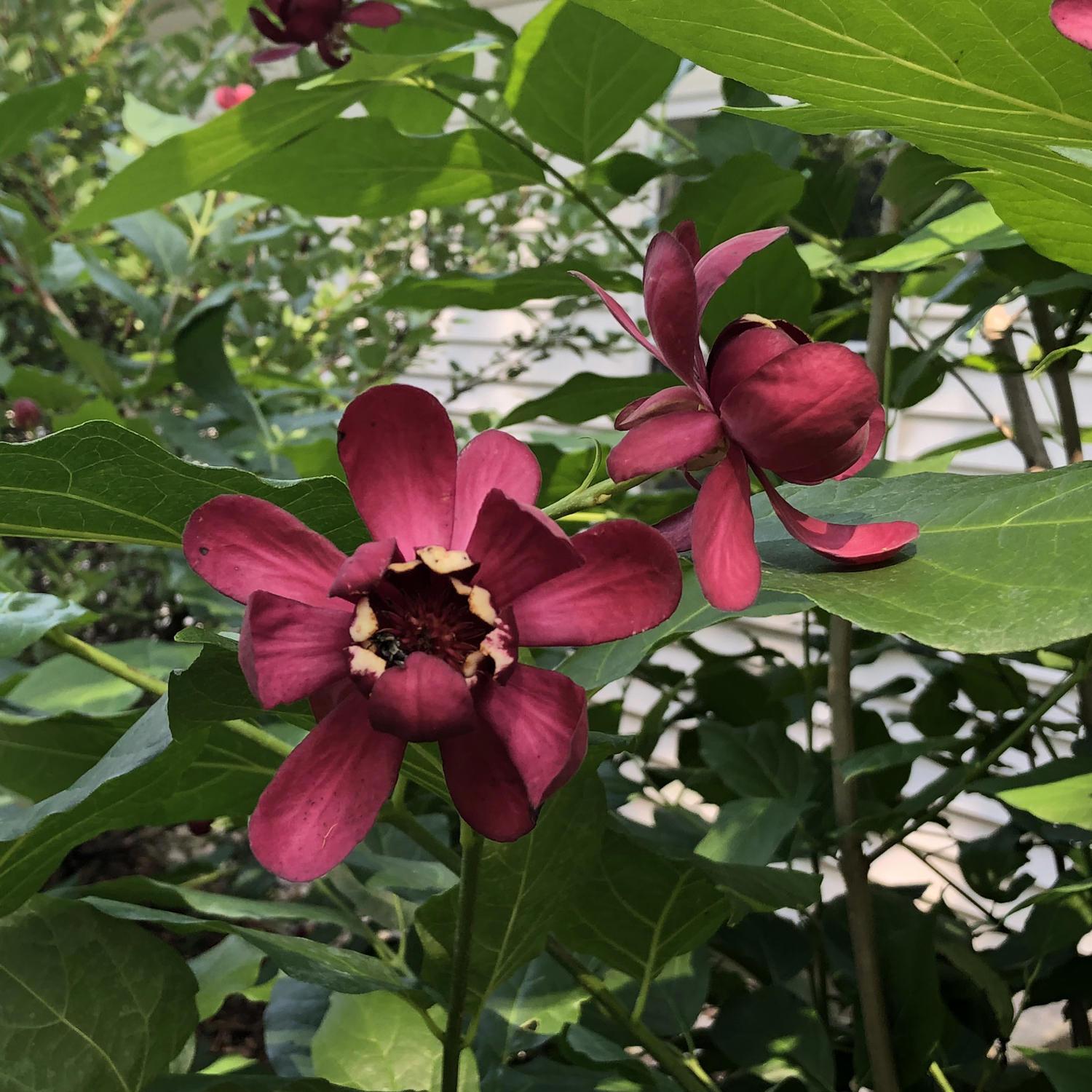 Calycanthus Floridus Aphrodite - View 18 from www redcrocus com