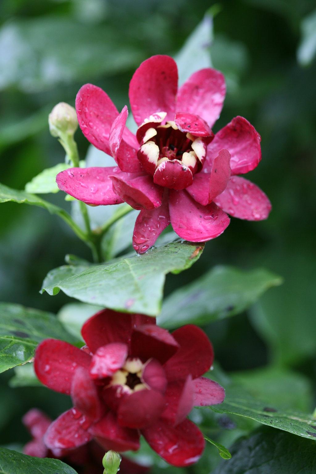 Calycanthus Floridus Aphrodite - View 2 from www redcrocus com