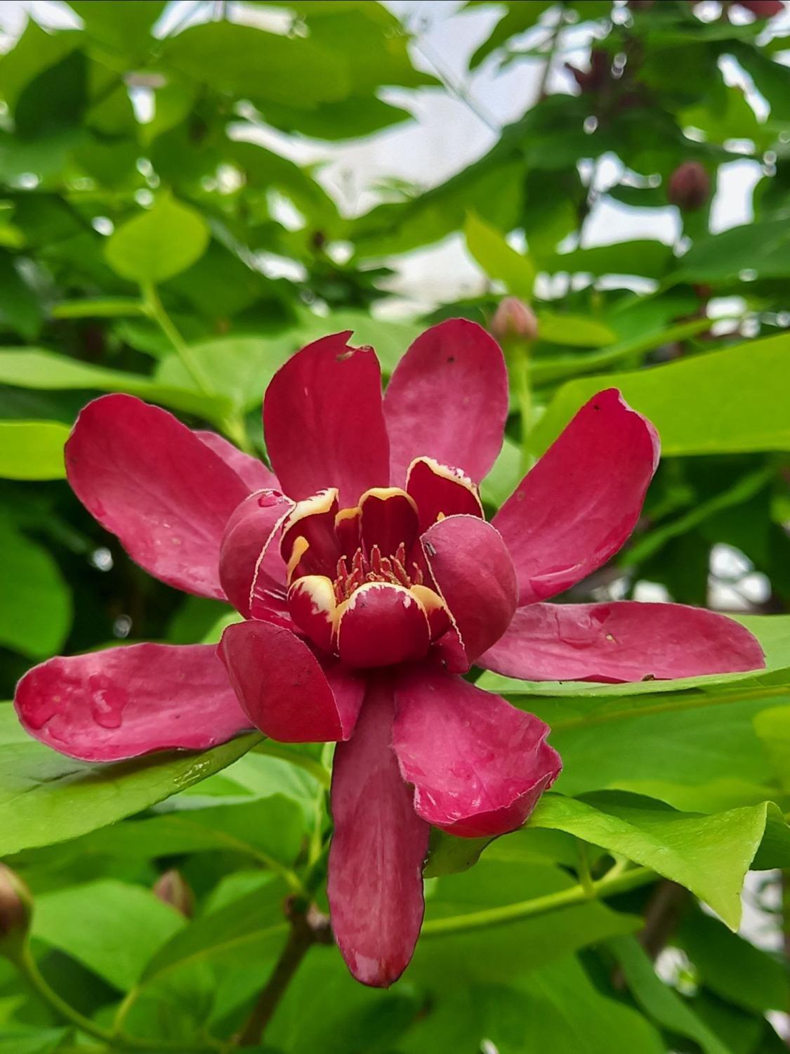 Calycanthus Floridus Aphrodite - View 4 from www redcrocus com