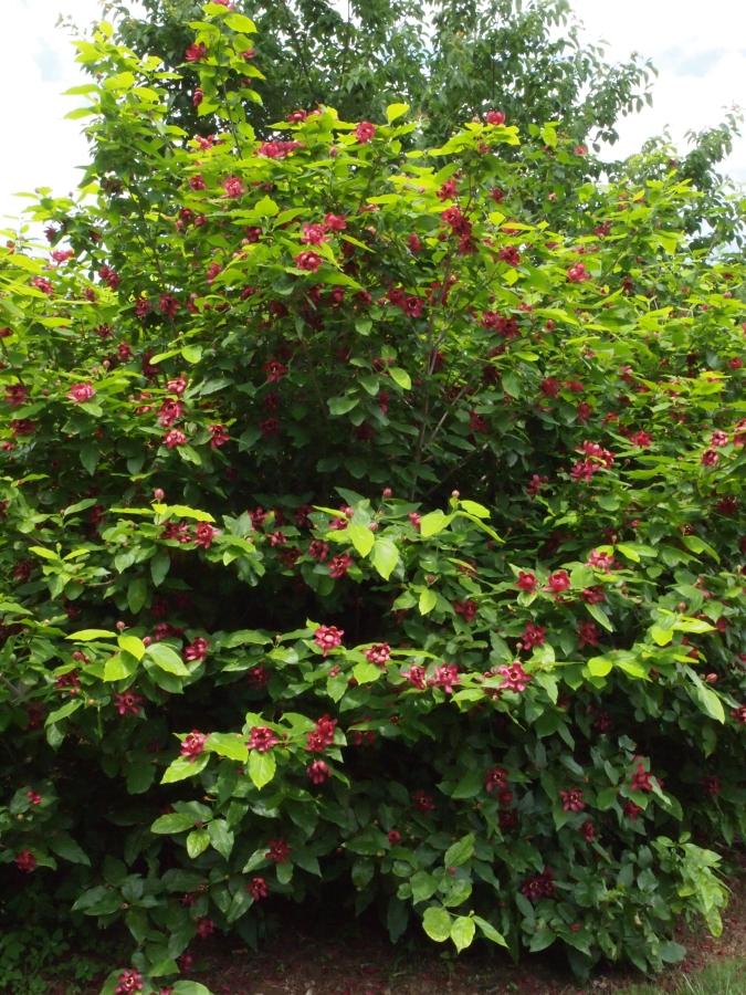 Calycanthus Floridus Aphrodite - View 7 from www redcrocus com