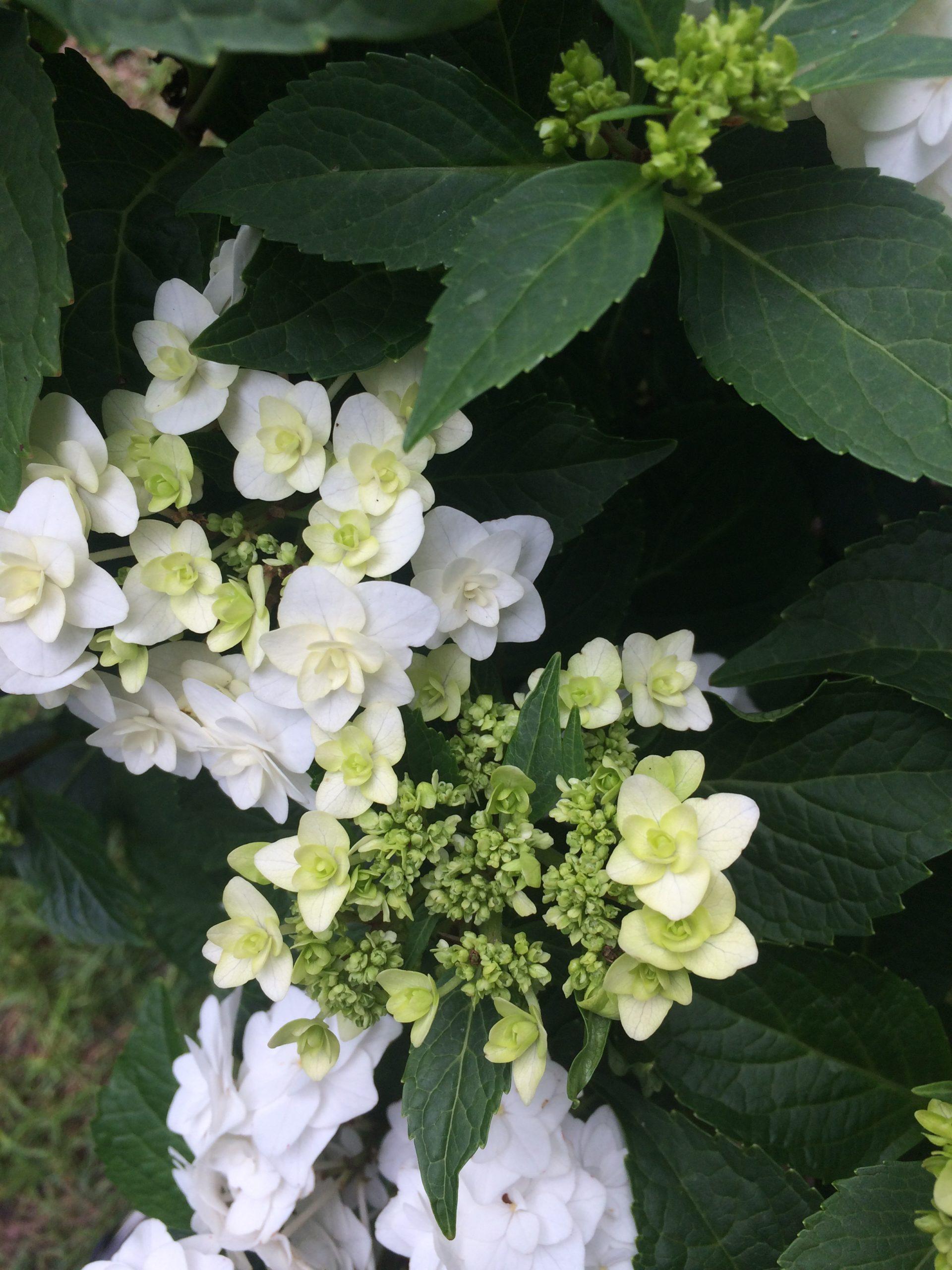 Hydrangea Macrophylla Double Delight Wedding Gown - View 10 from www redcrocus com