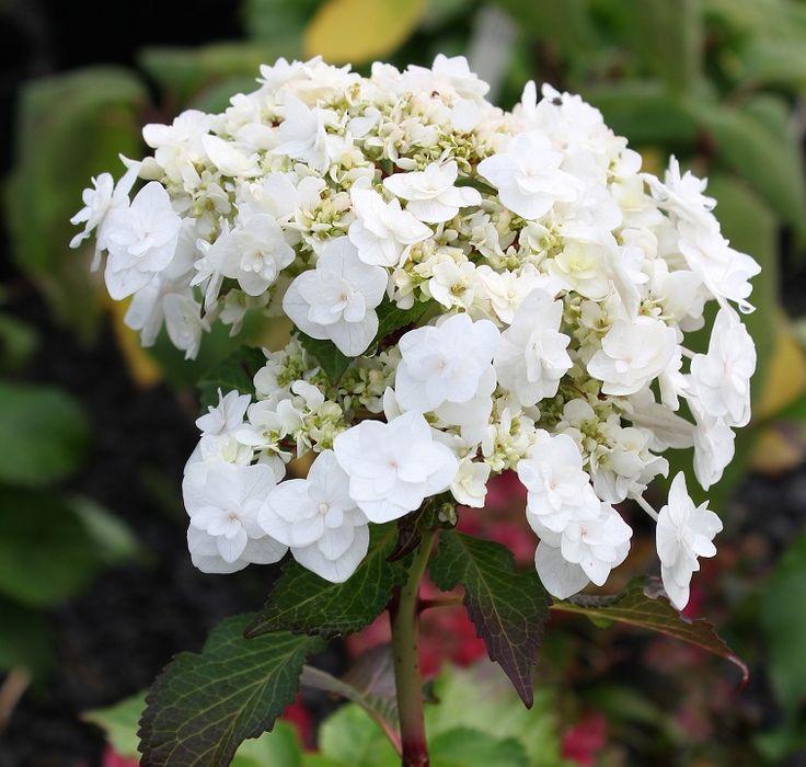 Hydrangea Macrophylla Double Delight Wedding Gown - View 11 from www redcrocus com