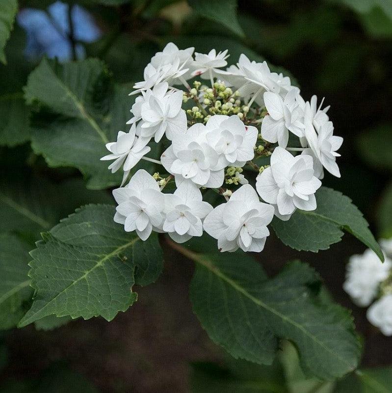 Hydrangea Macrophylla Double Delight Wedding Gown - View 12 from www redcrocus com