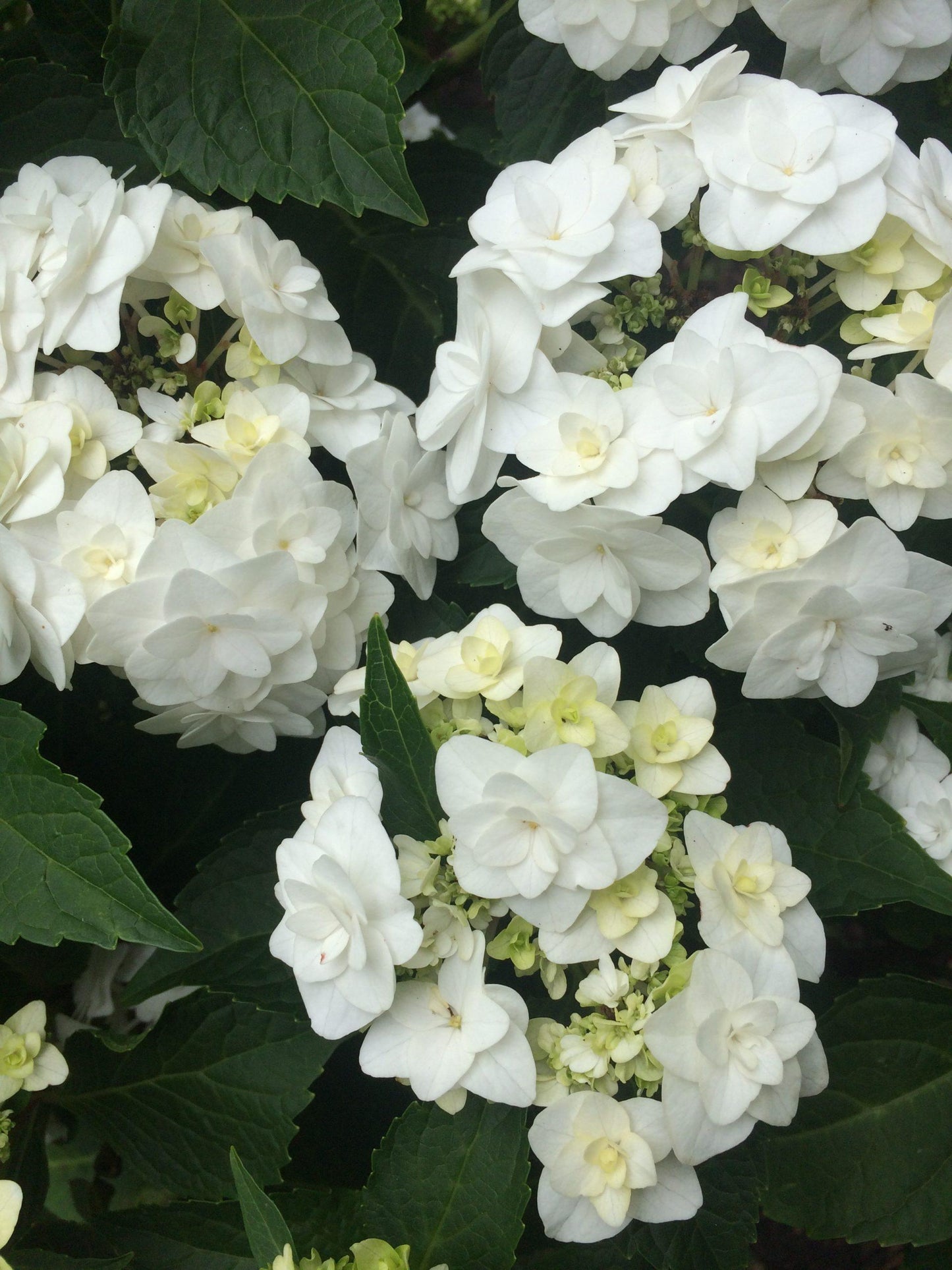 Hydrangea Macrophylla Double Delight Wedding Gown - View 13 from www redcrocus com