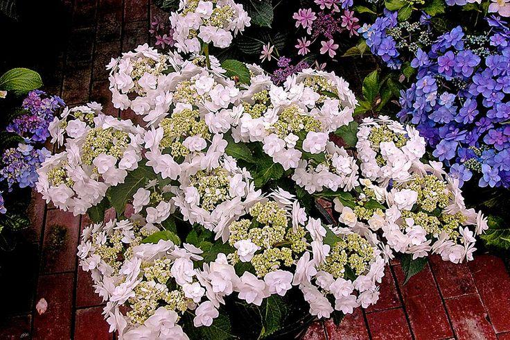 Hydrangea Macrophylla Double Delight Wedding Gown - View 14 from www redcrocus com