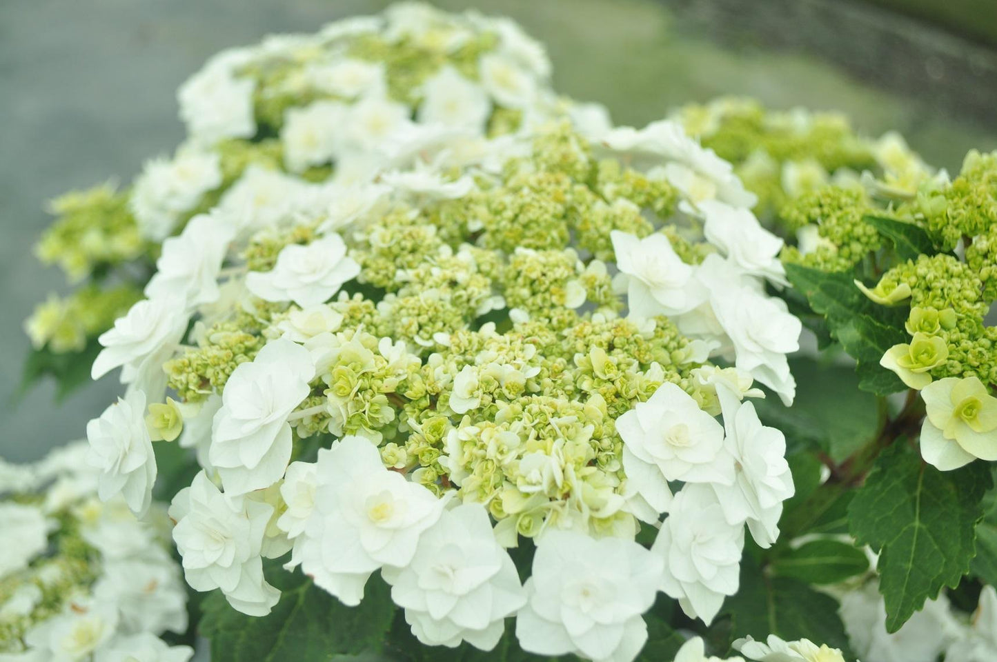 Hydrangea Macrophylla Double Delight Wedding Gown - View 15 from www redcrocus com