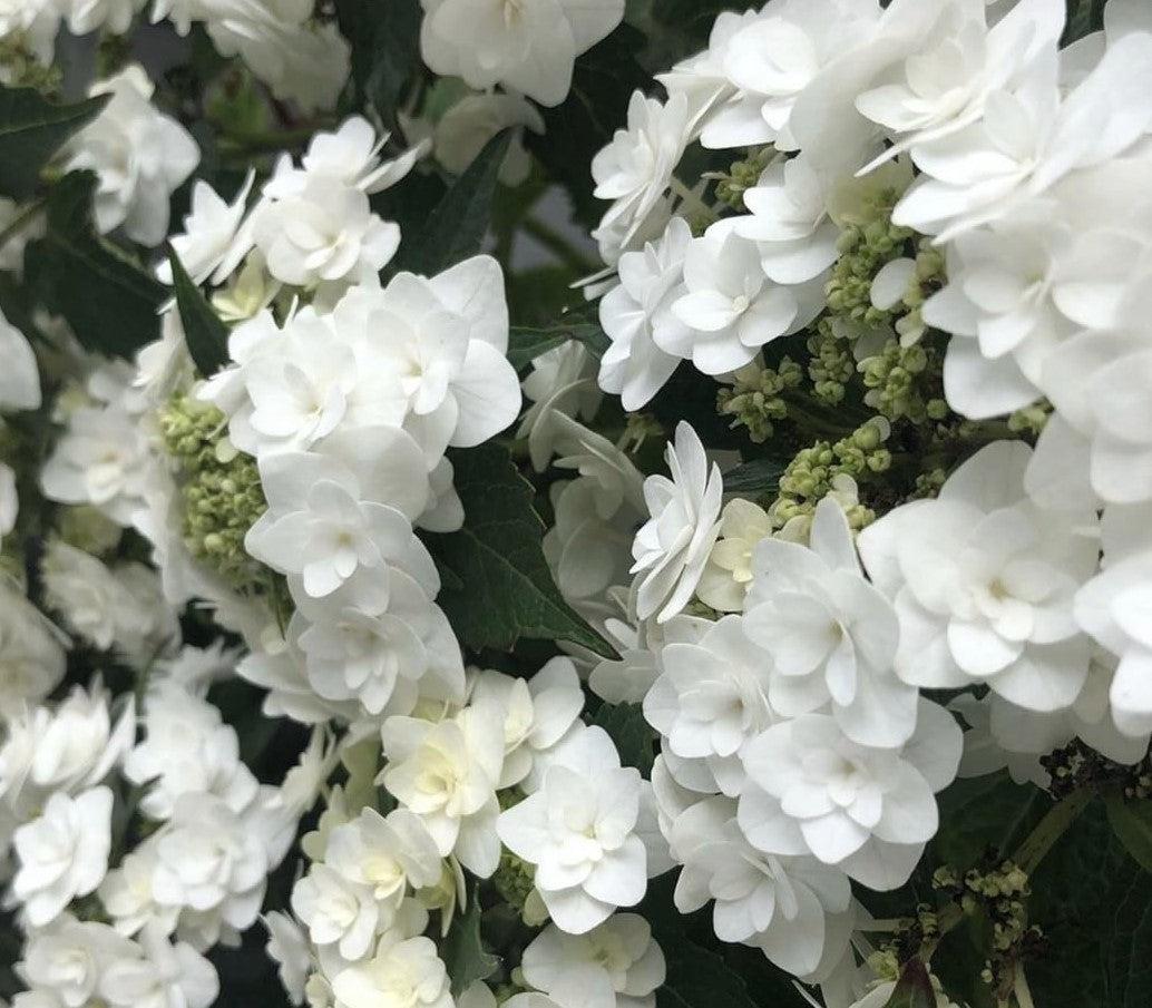 Hydrangea Macrophylla Double Delight Wedding Gown - View 16 from www redcrocus com