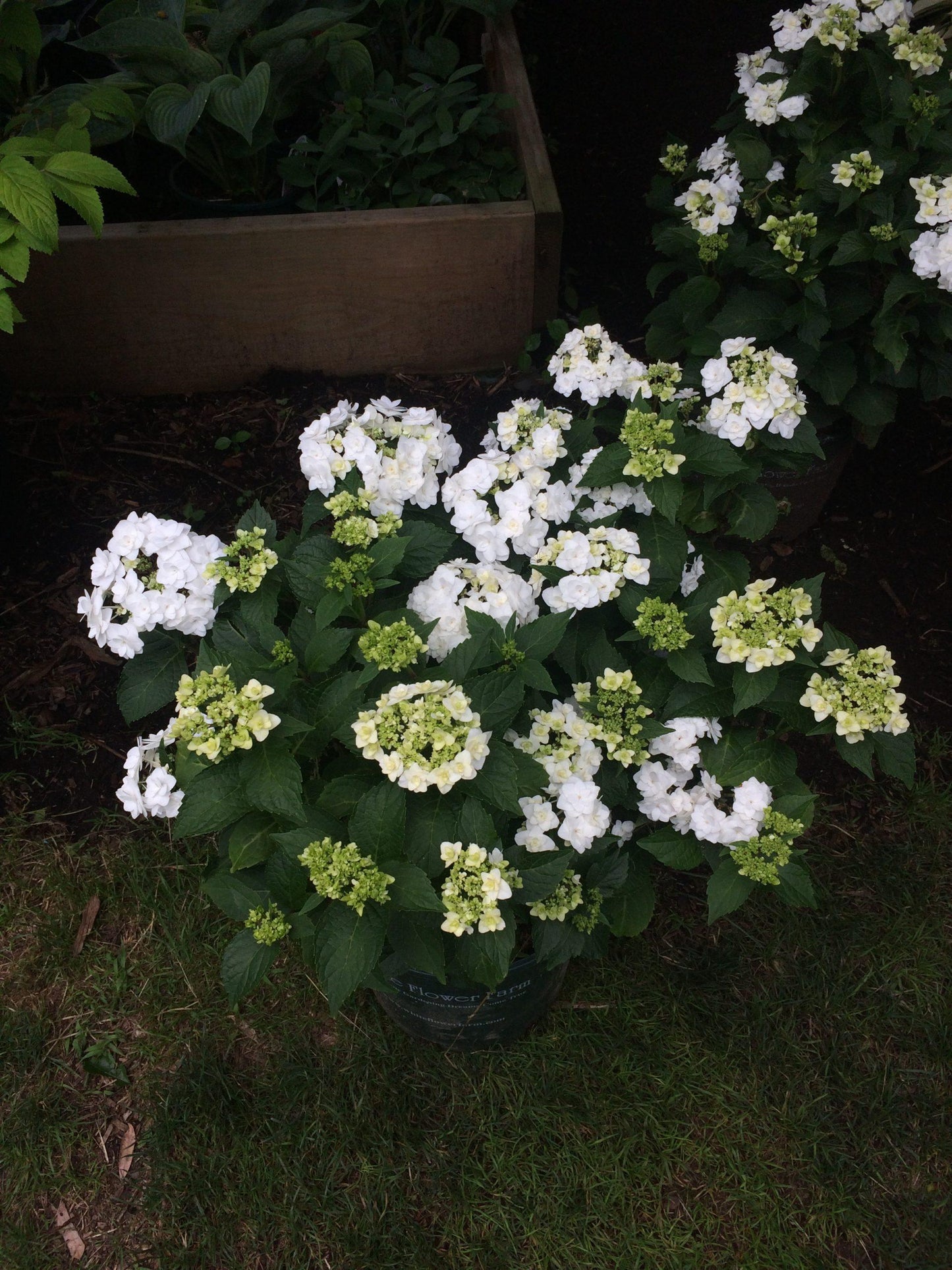 Hydrangea Macrophylla Double Delight Wedding Gown - View 17 from www redcrocus com