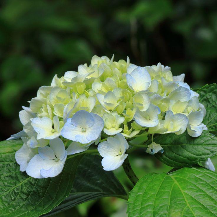 Hydrangea Macrophylla Double Delight Wedding Gown - View 18 from www redcrocus com