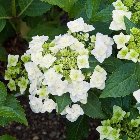 Hydrangea Macrophylla Double Delight Wedding Gown - View 1 from www redcrocus com