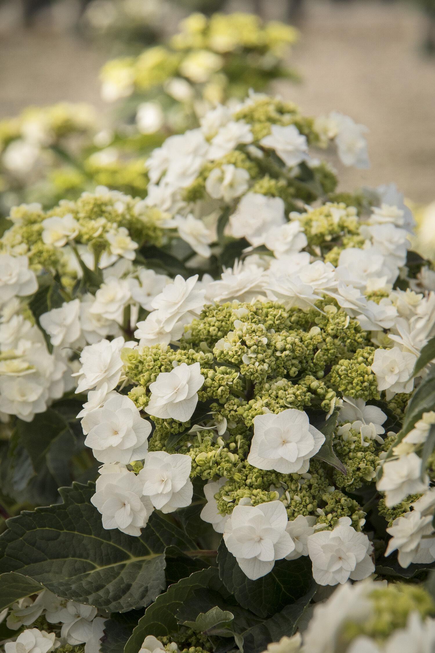 Hydrangea Macrophylla Double Delight Wedding Gown - View 2 from www redcrocus com