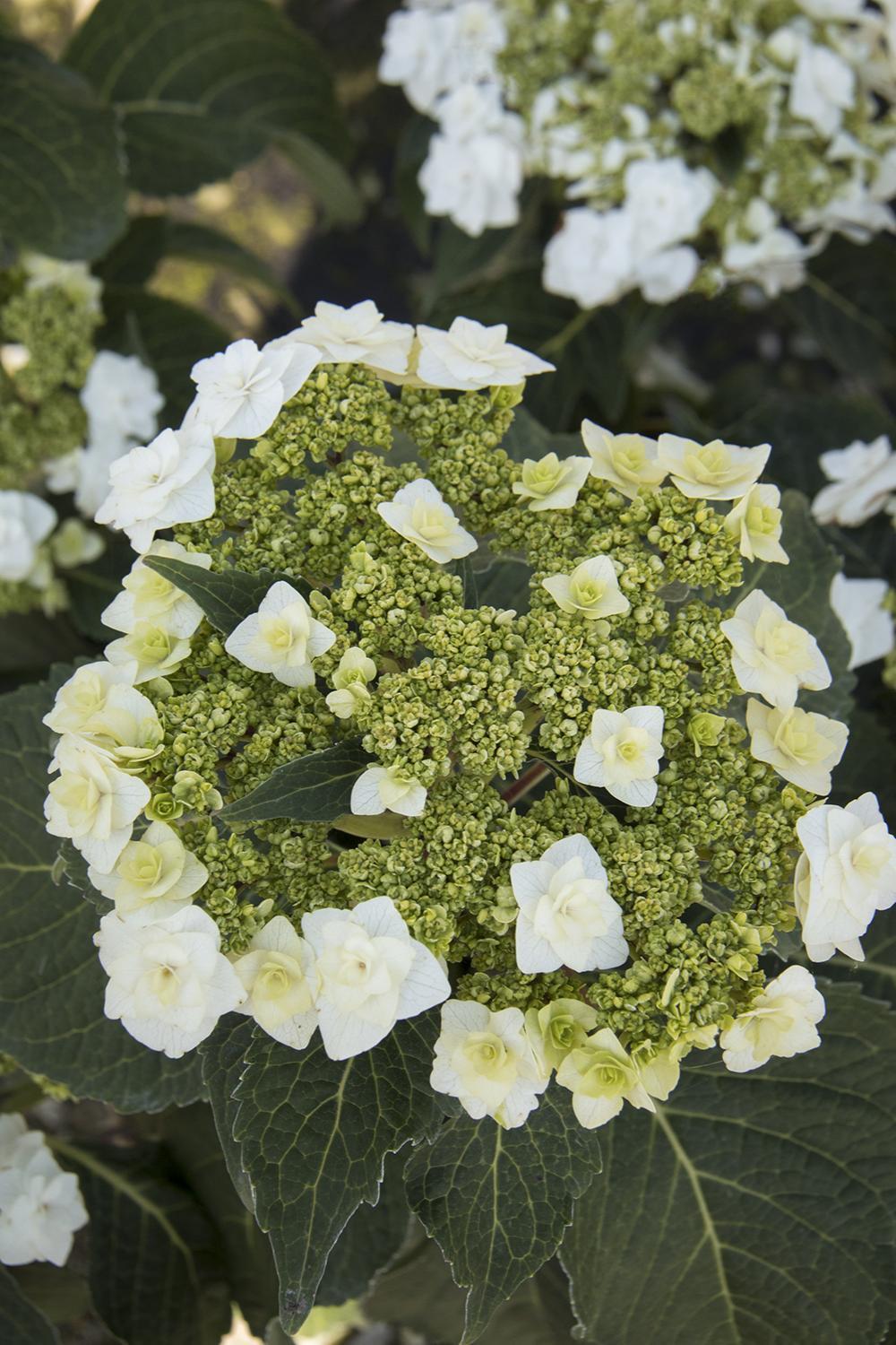 Hydrangea Macrophylla Double Delight Wedding Gown - View 4 from www redcrocus com