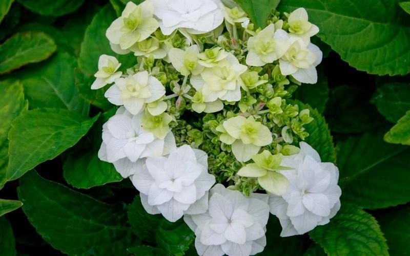 Hydrangea Macrophylla Double Delight Wedding Gown - View 5 from www redcrocus com