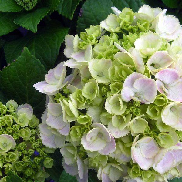 Hydrangea Macrophylla Double Delight Wedding Gown - View 8 from www redcrocus com