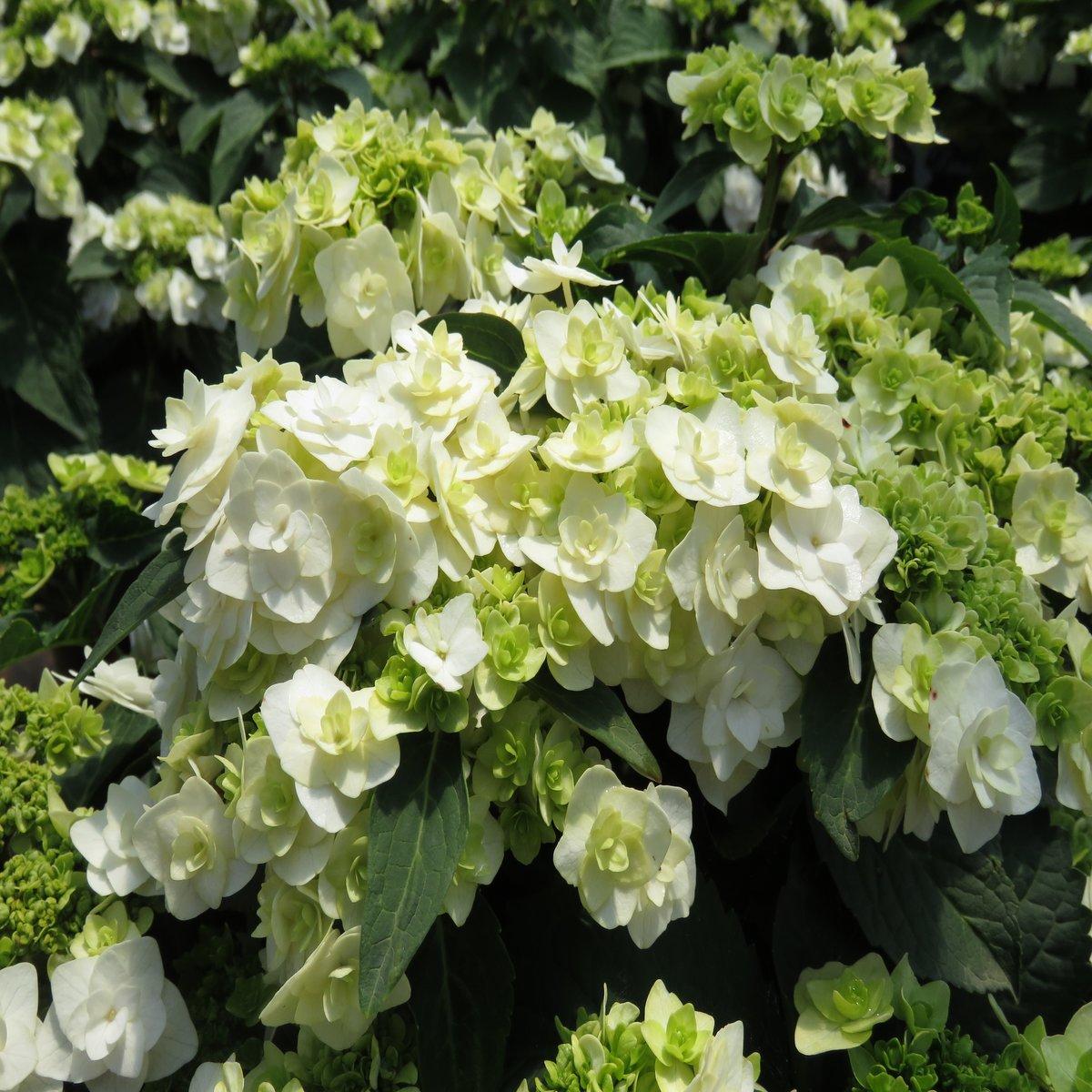 Hydrangea Macrophylla Double Delight Wedding Gown - View 9 from www redcrocus com