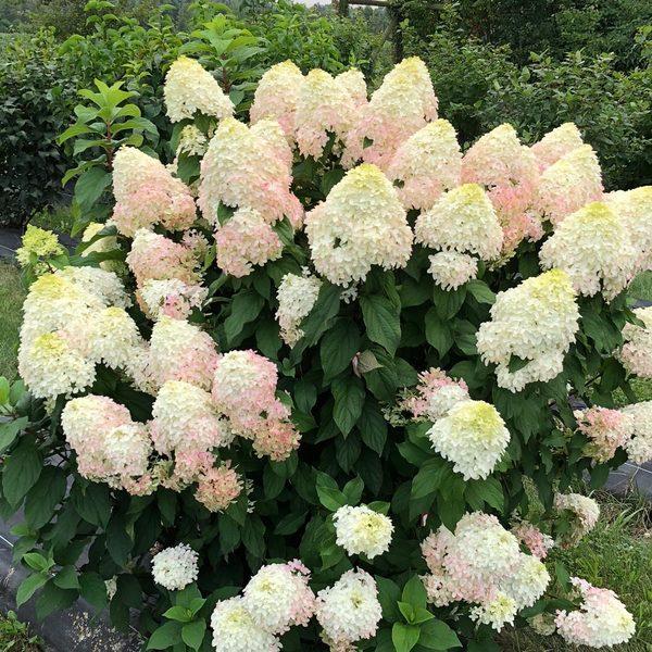 Hydrangea Paniculata Quick Fire Fab - View 10 from www redcrocus com