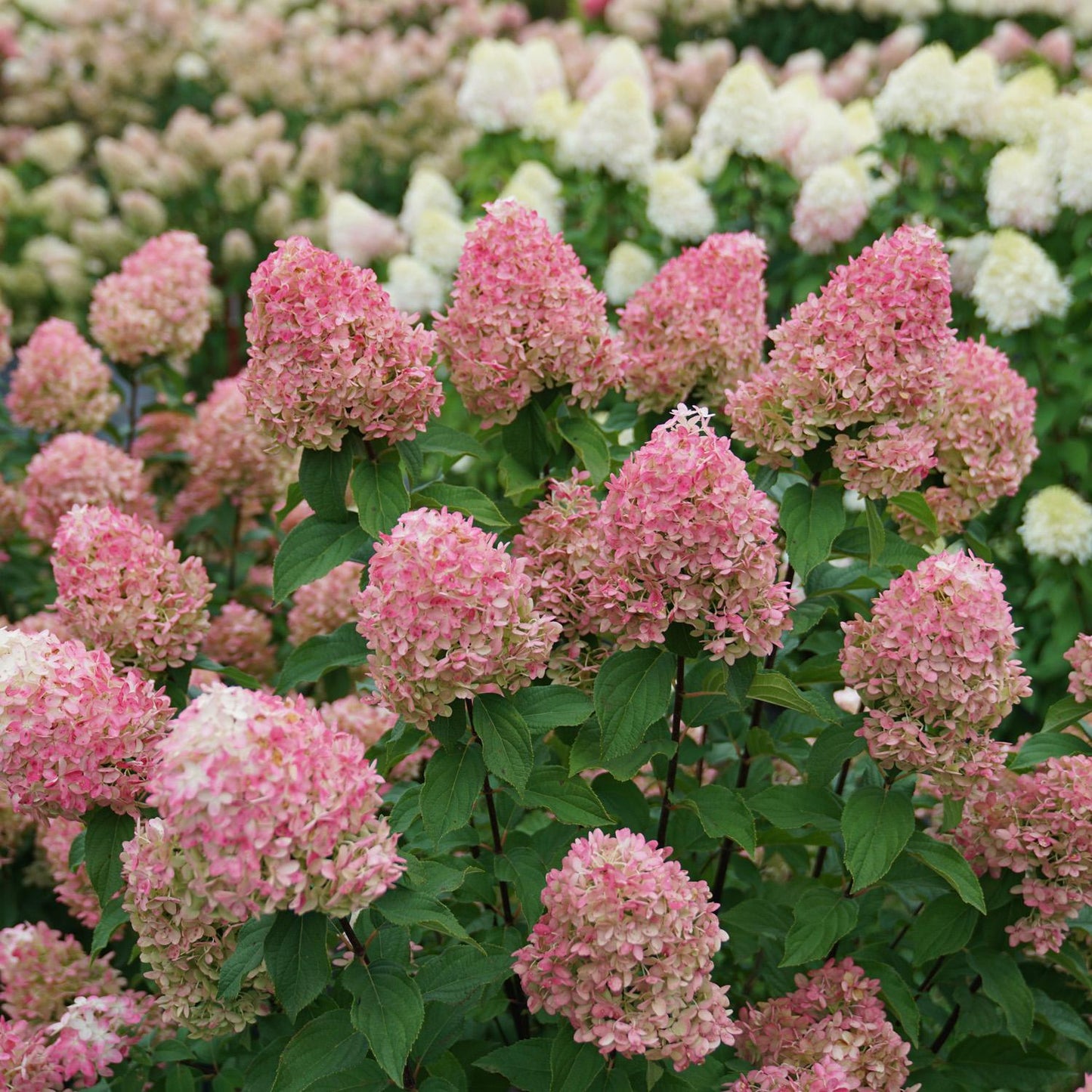 Hydrangea Paniculata Quick Fire Fab - View 11 from www redcrocus com