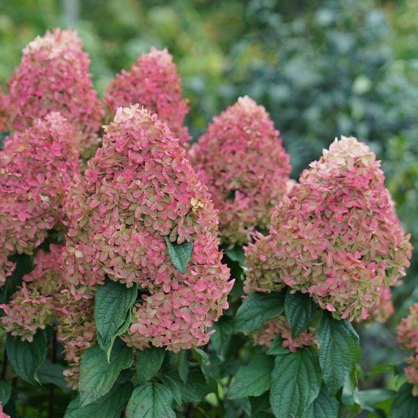 Hydrangea Paniculata Quick Fire Fab - View 14 from www redcrocus com