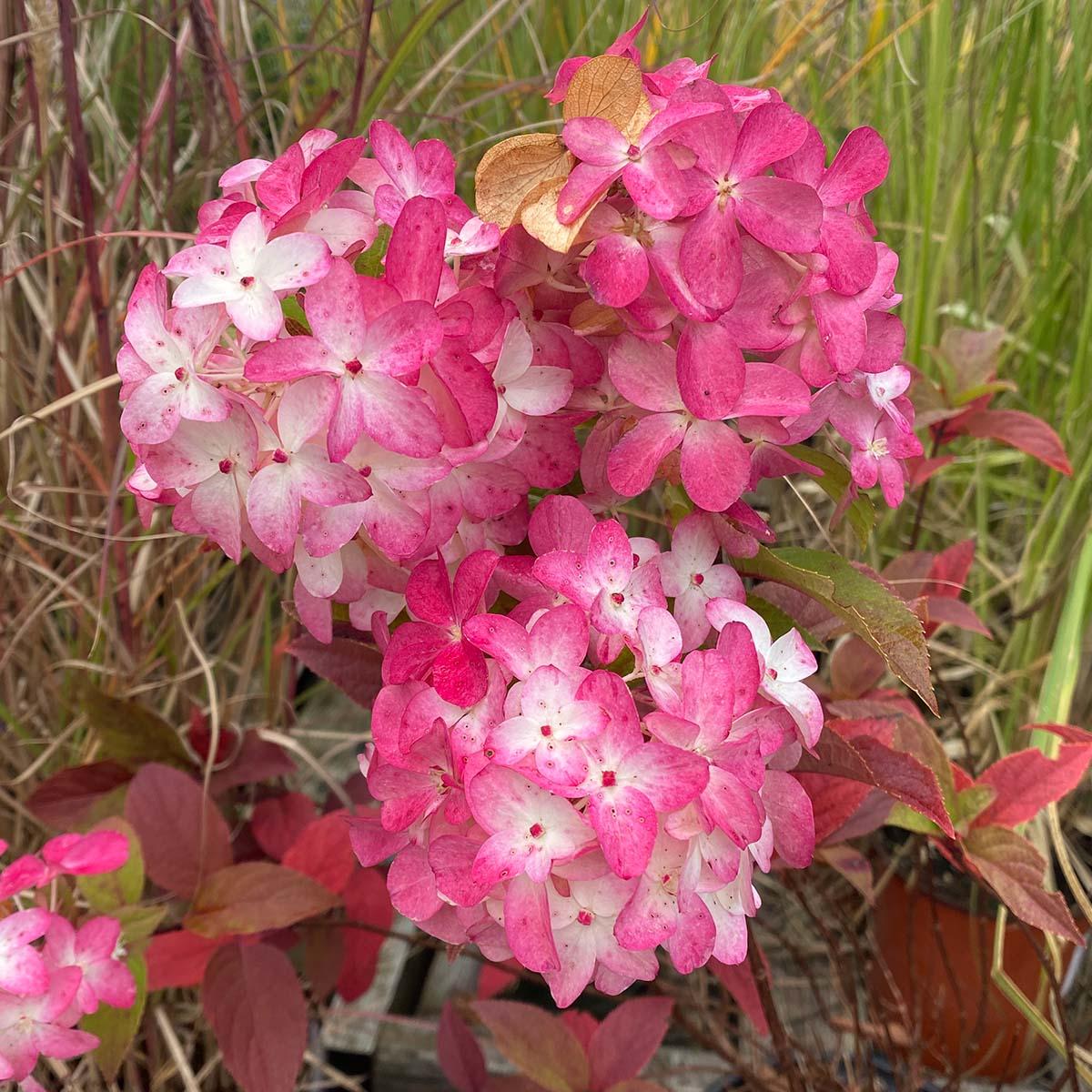 Hydrangea Paniculata Quick Fire Fab - View 17 from www redcrocus com