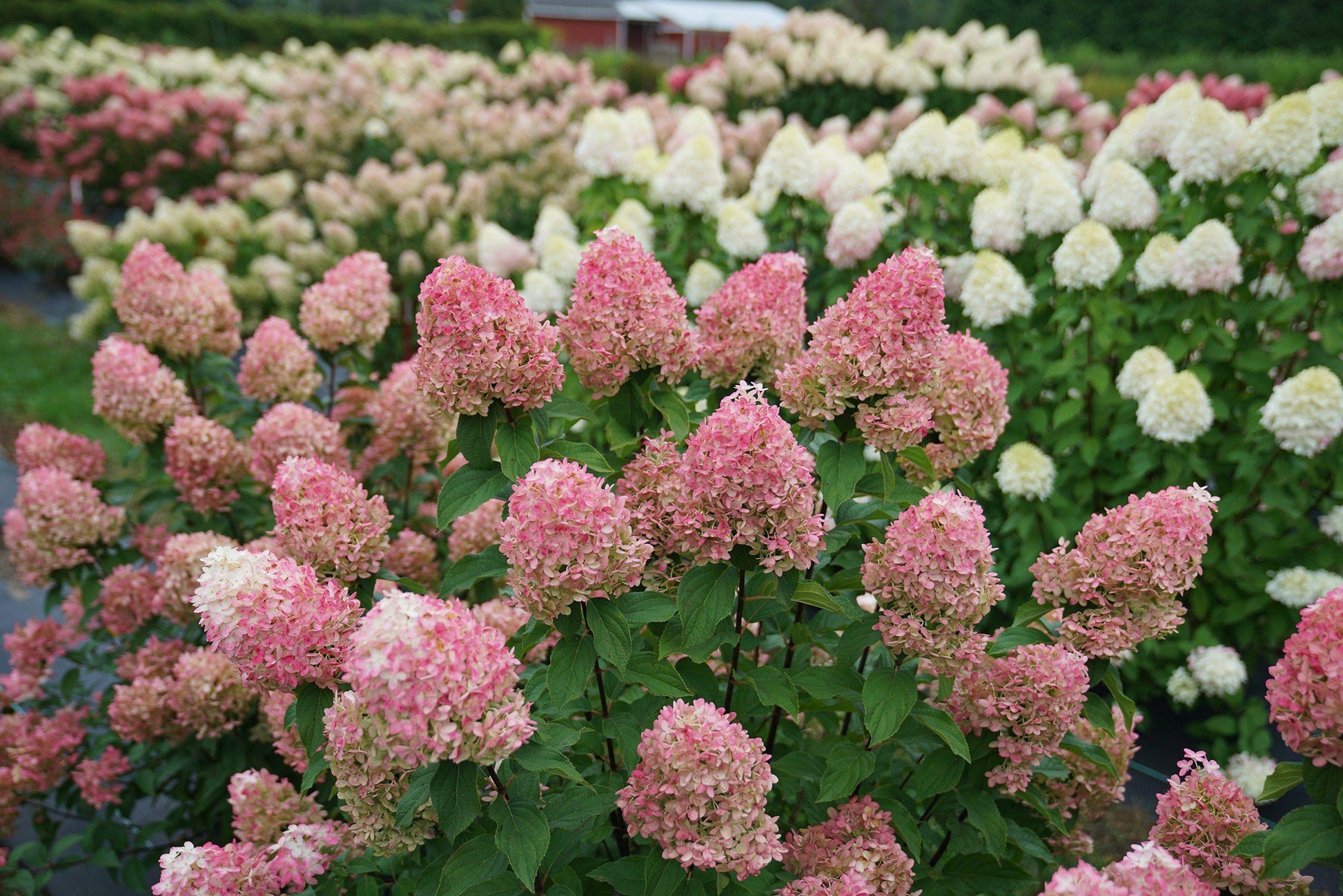 Hydrangea Paniculata Quick Fire Fab - View 18 from www redcrocus com