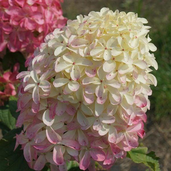 Hydrangea Paniculata Quick Fire Fab - View 19 from www redcrocus com