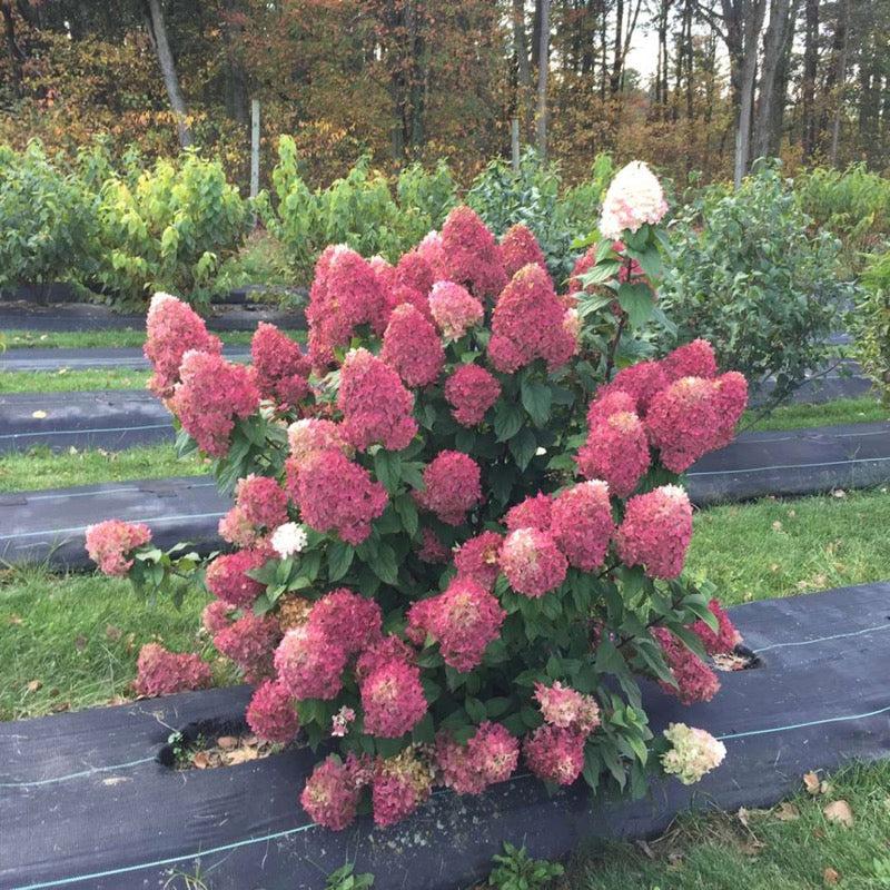 Hydrangea Paniculata Quick Fire Fab - View 4 from www redcrocus com