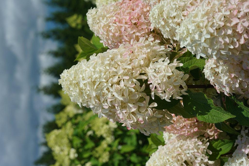Hydrangea Paniculata Quick Fire Fab - View 5 from www redcrocus com
