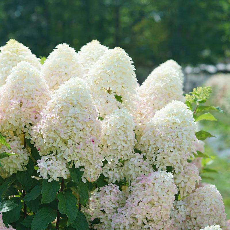 Hydrangea Paniculata Quick Fire Fab - View 6 from www redcrocus com