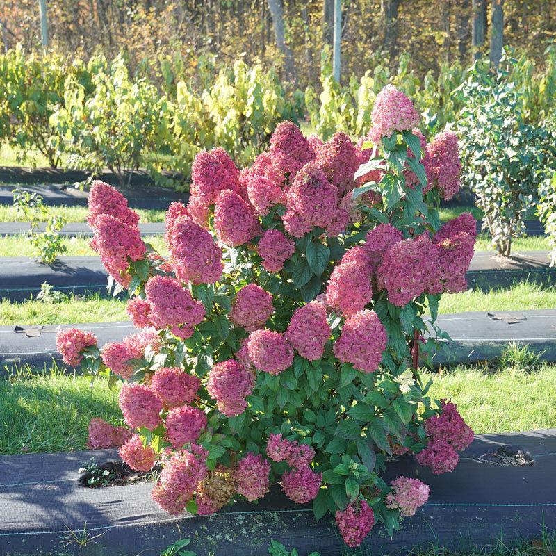 Hydrangea Paniculata Quick Fire Fab - View 8 from www redcrocus com