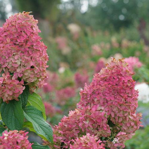 Hydrangea Paniculata Quick Fire Fab - View 9 from www redcrocus com