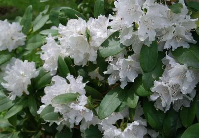 Rhododendron Boule De Neige - View 10 from www redcrocus com