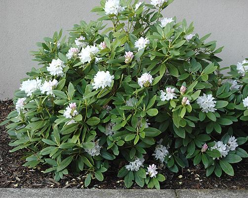 Rhododendron Boule De Neige - View 2 from www redcrocus com