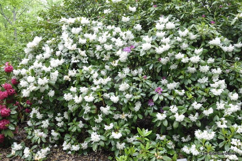 Rhododendron Boule De Neige - View 3 from www redcrocus com