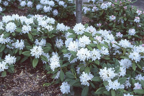 Rhododendron Boule De Neige - View 4 from www redcrocus com
