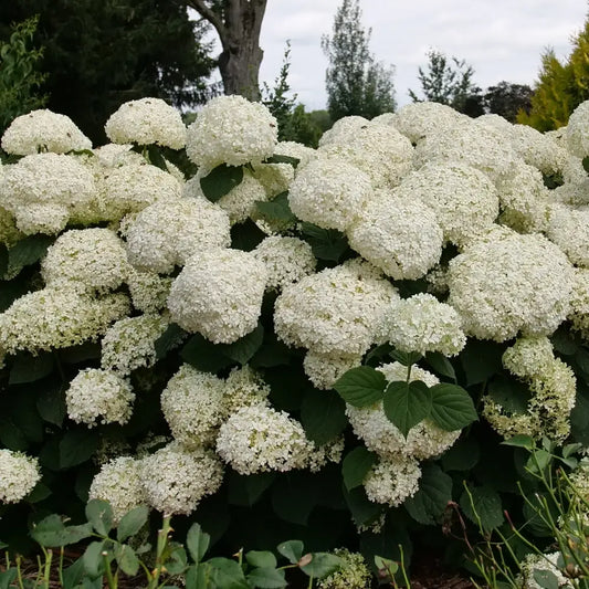 Hydrangea Arborescens 'incrediball Storm Proof' - View 1 from www redcrocus com