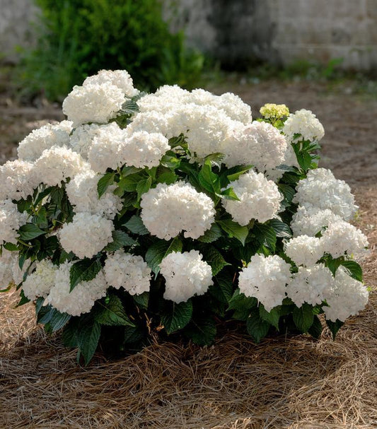 Hydrangea Macrophylla 'dreamcloud' - View 1 from www redcrocus com