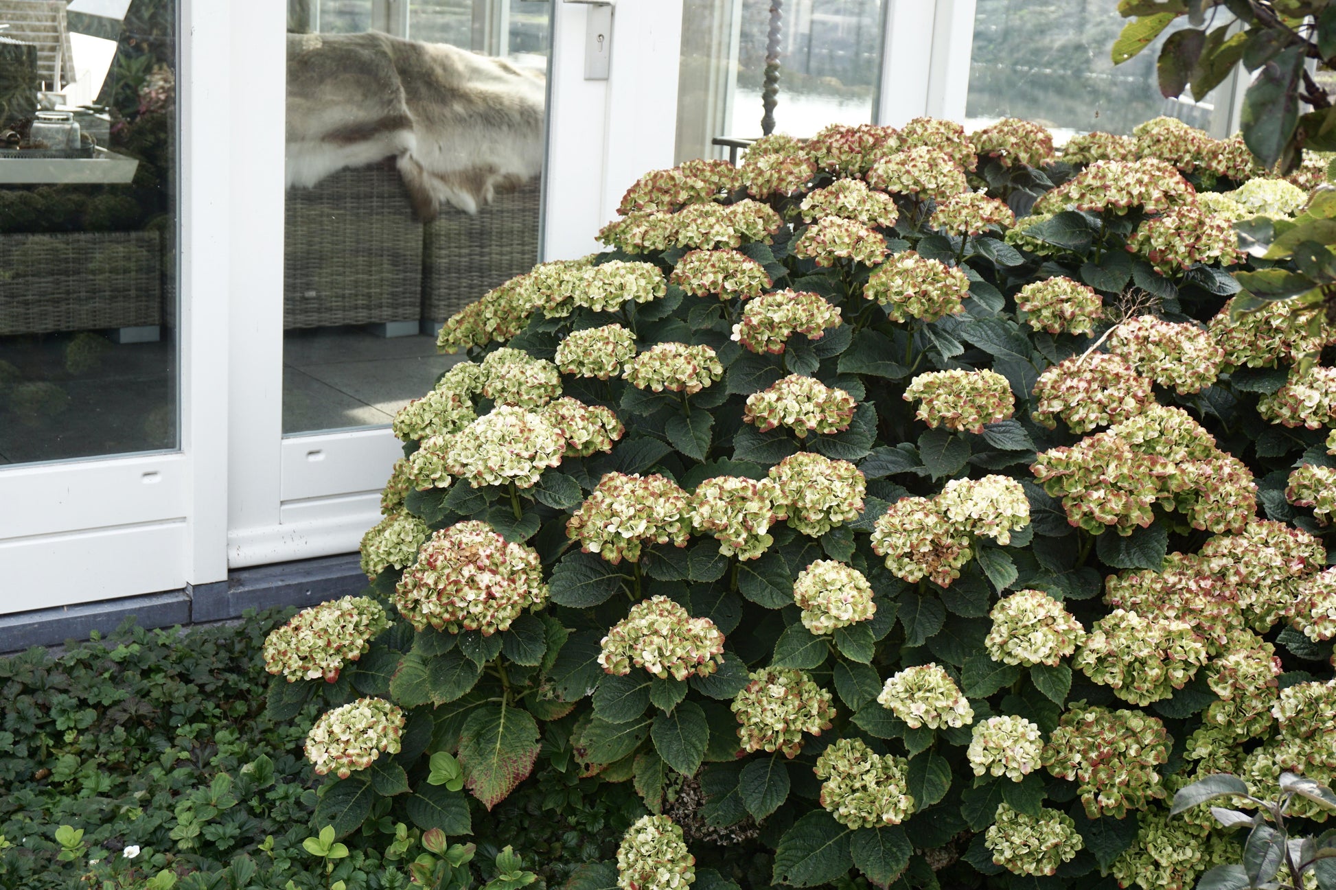 Hydrangea Macrophylla 'dreamcloud' - View 22 from www redcrocus com