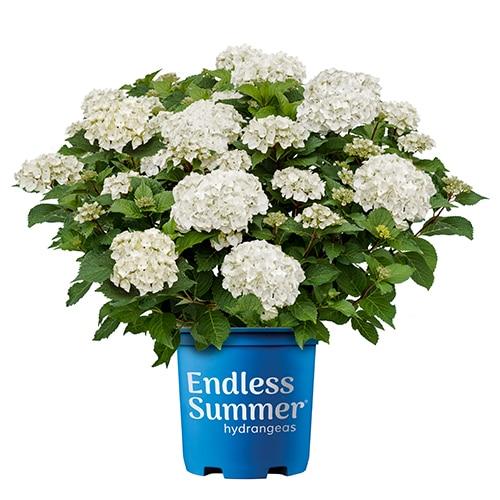 Hydrangea Macrophylla 'dreamcloud' - View 8 from www redcrocus com
