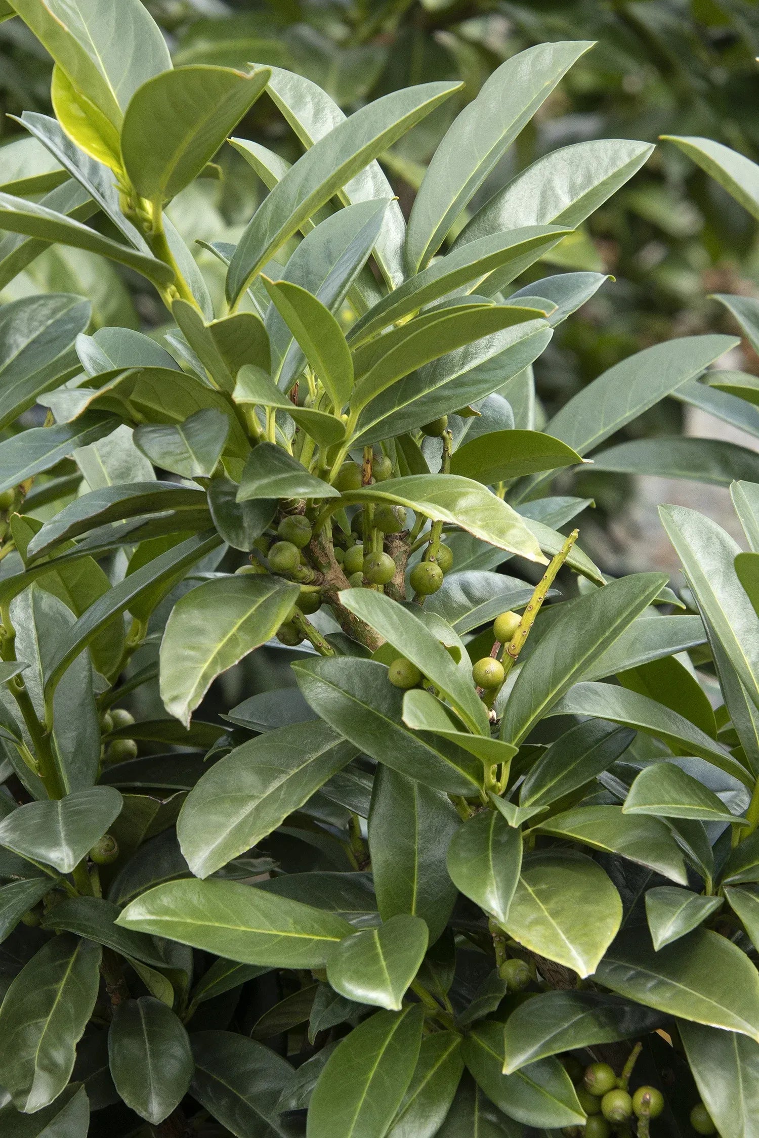 Prunus Laurocerasus 'volcano' - View 7 from www redcrocus com