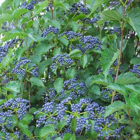 Viburnum Dentatum 'blue Muffin' - View 10 from www redcrocus com