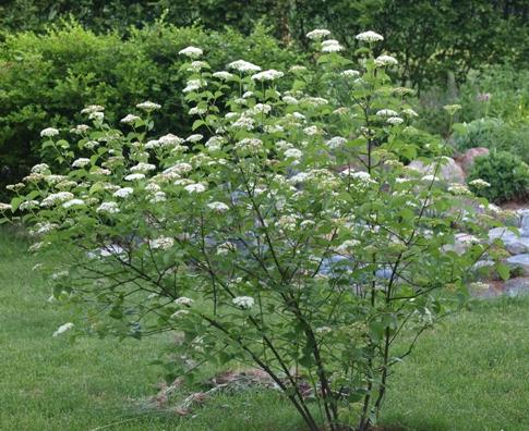 Viburnum Dentatum 'blue Muffin' - View 12 from www redcrocus com