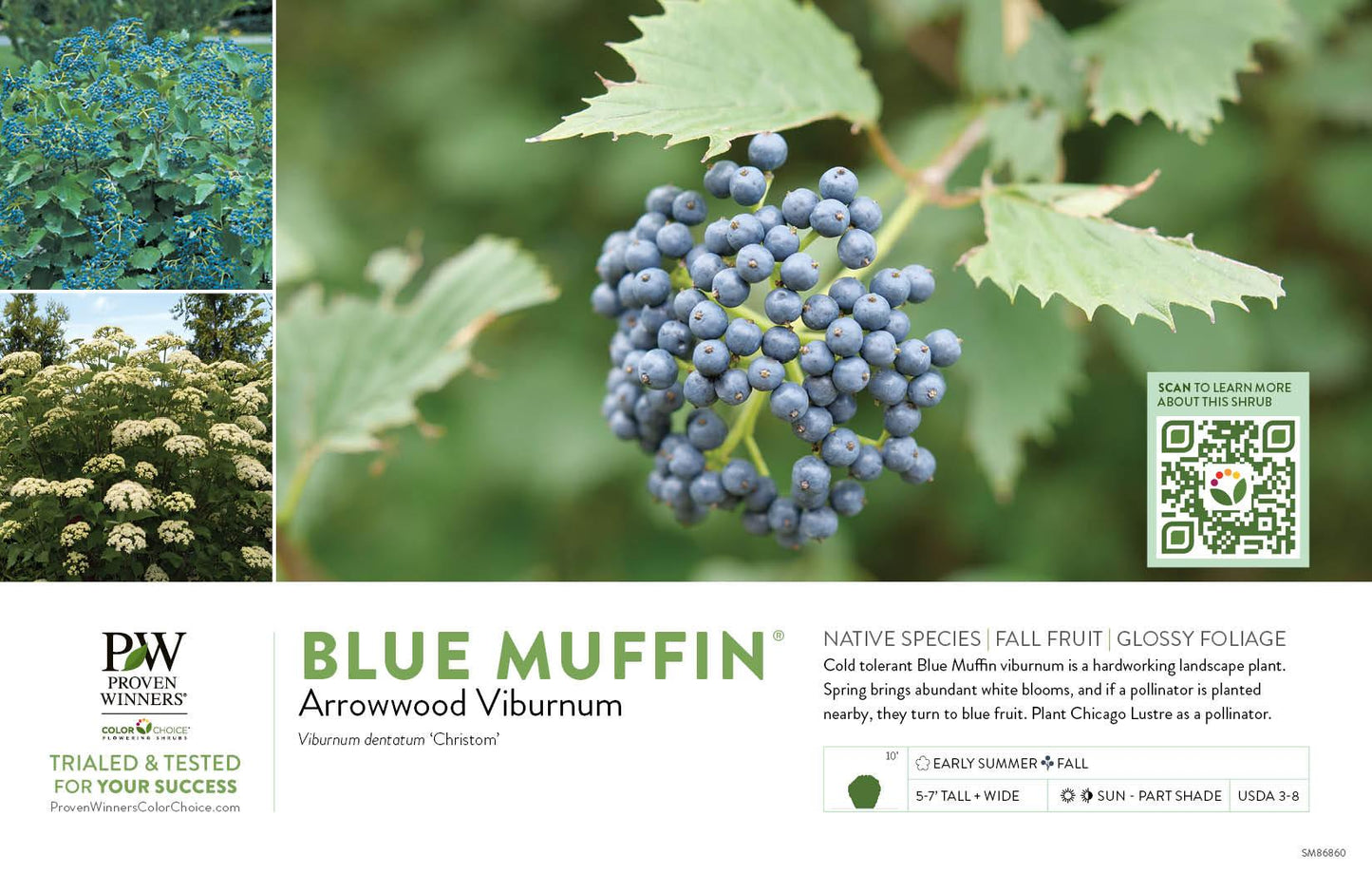 Viburnum Dentatum 'blue Muffin' - View 15 from www redcrocus com