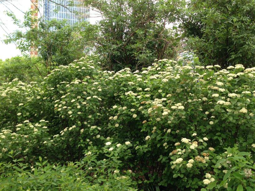 Viburnum Dentatum 'blue Muffin' - View 20 from www redcrocus com